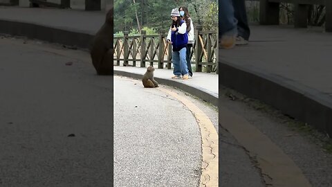 Brother Monkey is a bit confused by Monkey