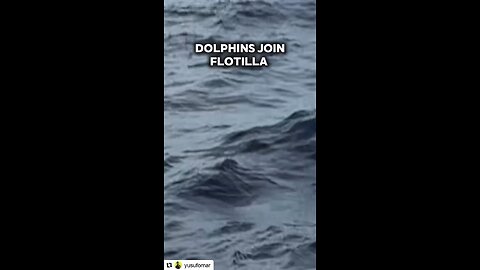 DOLPHINS JOIN THE FLOTILLA TO GAZA. Original content by @yusufomar. Instagram. 9-3-25