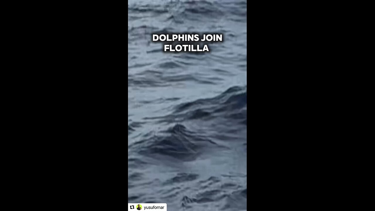 DOLPHINS JOIN THE FLOTILLA TO GAZA. Original content by @yusufomar. Instagram. 9-3-25