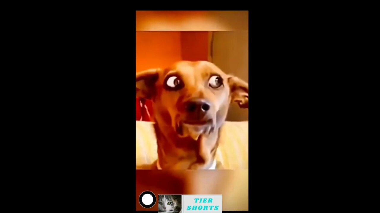 funny animal videos