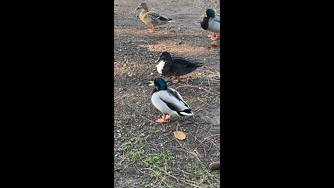 Mallard Ducks 🦆 #mallardducks #ducks #duck #followme #shorts #viral #trending