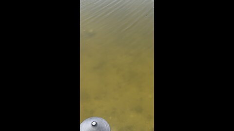 Canal Life | Sheepshead! | 4K