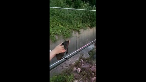 고라니 구조