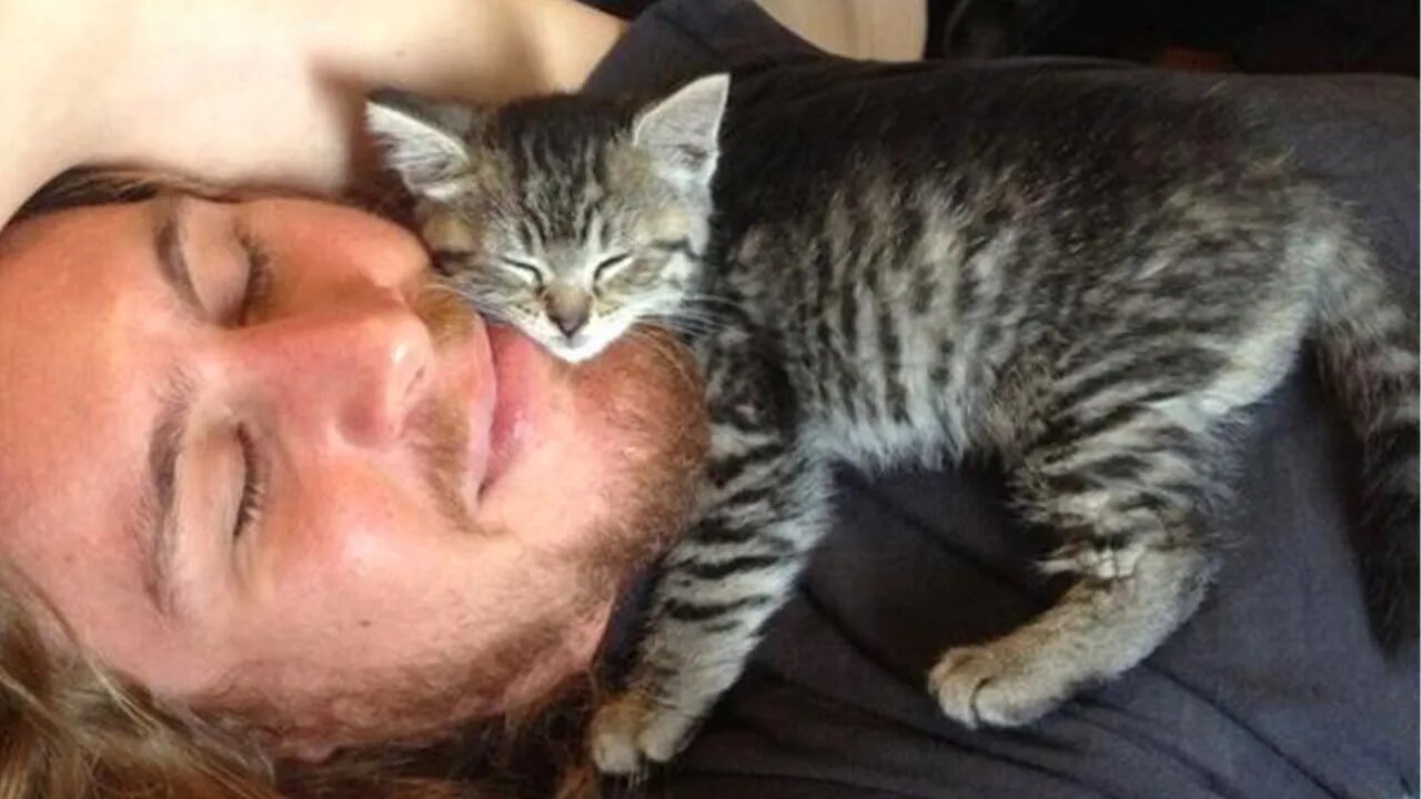 When Your Cats Who Can't Deny Their Love for Owners! Cat Videos