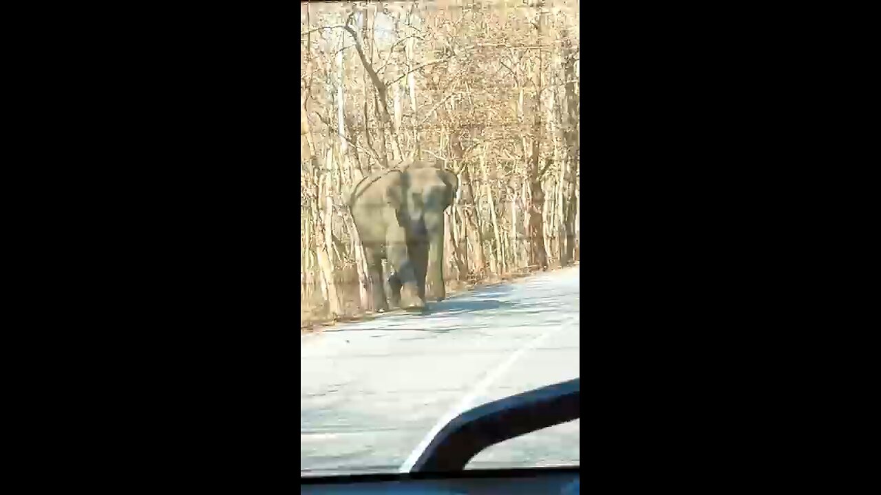Elephant Attack