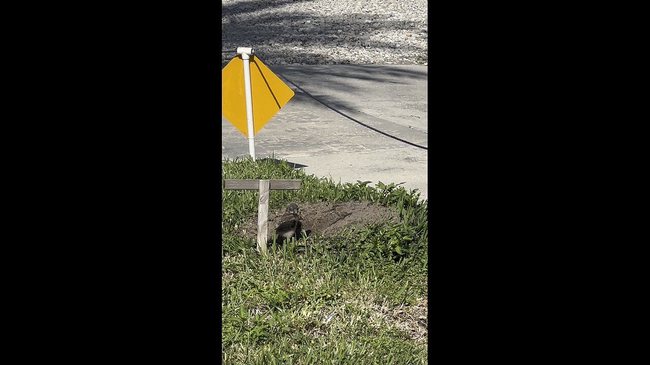 Baby Burrowing Owl! | 4K