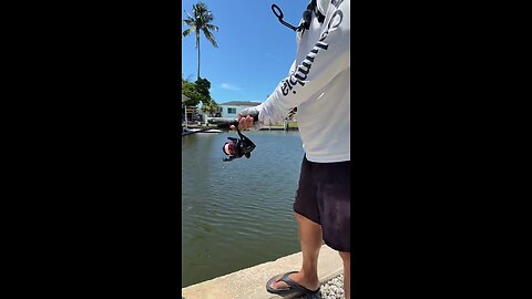 Livestream Highlight |What Kind Of Grouper Is This?