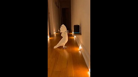 😂😂😂 Alexa play music 🎶 😂😂😂😂