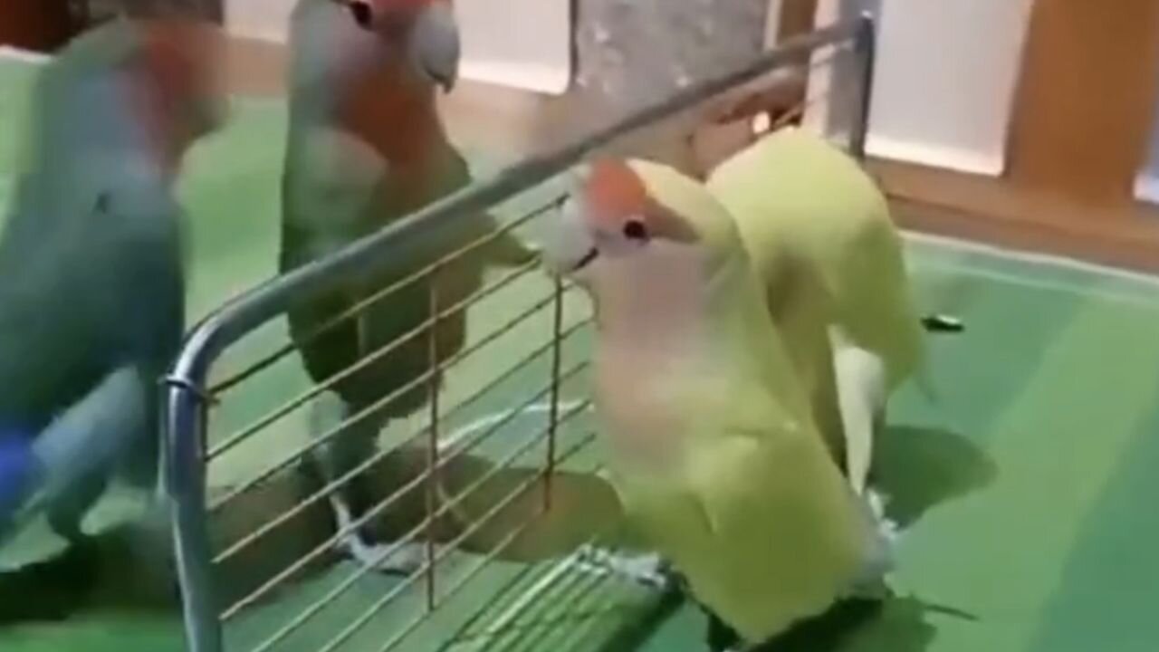 The most adorable and funny family animals