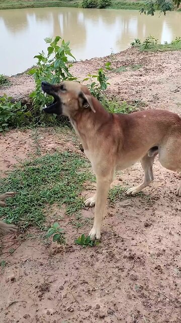 Lovely animal SokYaa, OG, Pao Mom Are Famous Around The World #shorts #anime #trend #edit