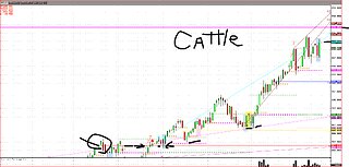 Aug16 Cattle CME Margin changes, Pay attention Screwworms