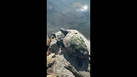 Red-Eared Slider Turtles 🐢 #redearedslider #followme #shorts #viral #trending #turtles #turtle