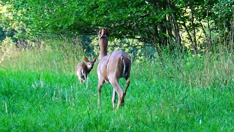 Doe and Fawn