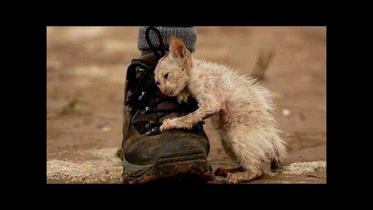 БЕЗДУШНЫЕ ПРОТИВ БЕЗДОМНЫХ...