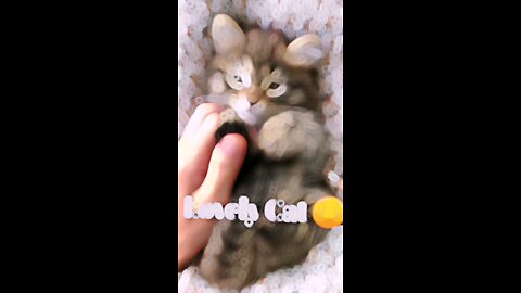 Lovely Cats