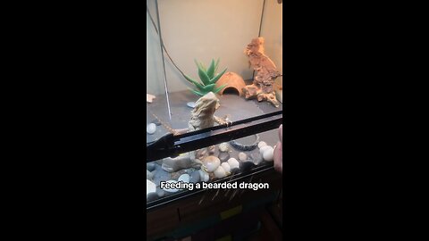 Feeding a bearded dragon 🐉