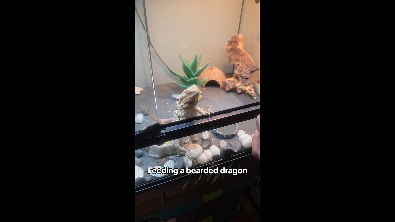 Feeding a bearded dragon 🐉