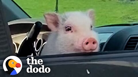 Boyfriend Gets Surprised with the Cutest Pink Puppy | The Dodo