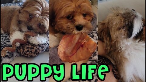 Puppy Life - Beef Pizzle (Bull Penis), Pig Ears & Sleeping like a Baby