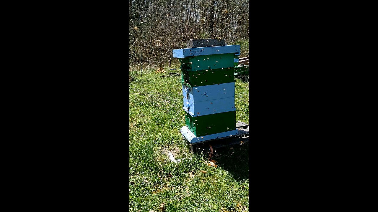 SWARM!!! April 5th, 2025
