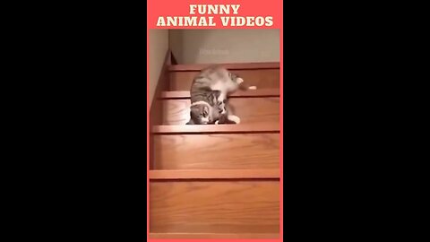 cat sliding