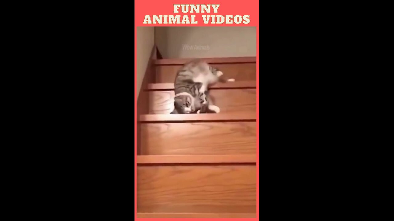 cat sliding