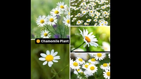Chamomile, A Natural Remedy in your backyard