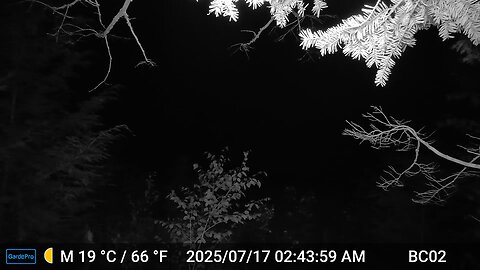Maine Bog Bullfrogs 07-17-2025