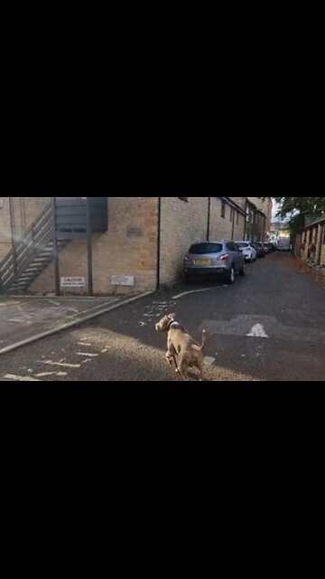 Interesting Psychology Observation - The Government / Globalists Want You on a Leash