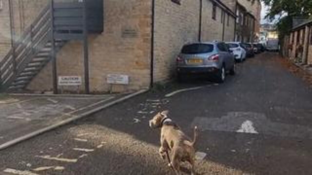 Interesting Psychology Observation - The Government / Globalists Want You on a Leash