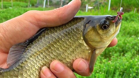 Chinese man catches 100 fish in one hour