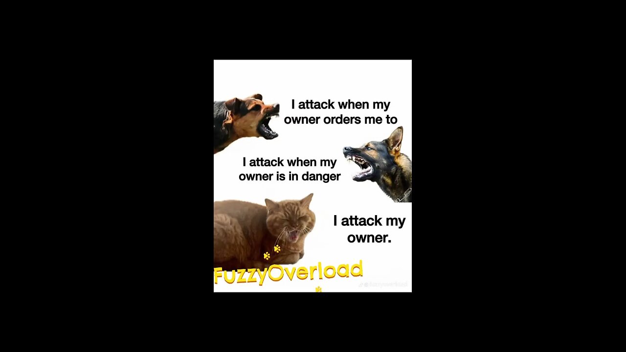 Cats are different