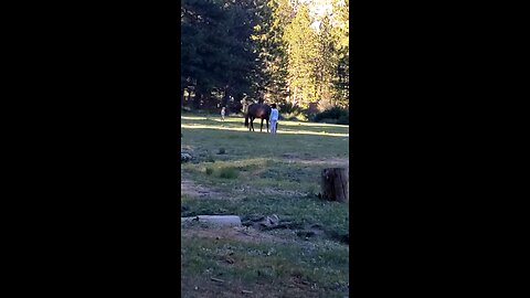 Reunion with wild Horse 🐎