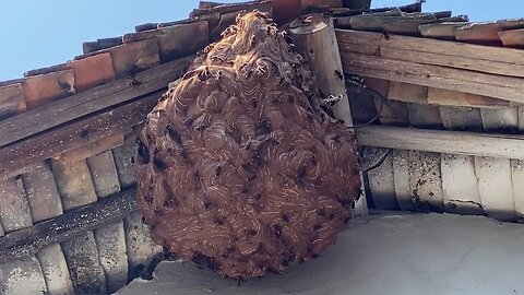 GIANT MURDER HORNET > HUGE NEST REMOVAL INSIDE HOUSE, VESPA MANDARINIA, WASP MASSIVE, YELLOW JACKETS