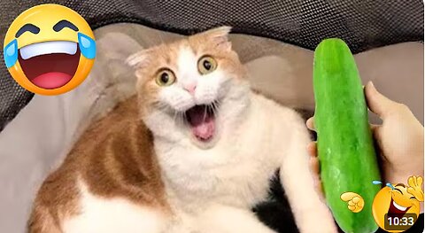 Hilarious CATS 🐱 and DOGS 🐶 Funny Animal Videos 2025 🤣 You Can't Stop Laughing! #