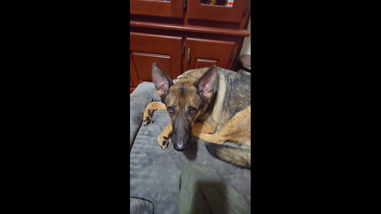 German shepherd attack