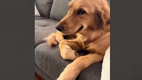Funny Animals Compilation 95