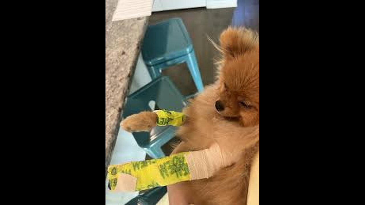 First Aid for a Dog's Broken Bone