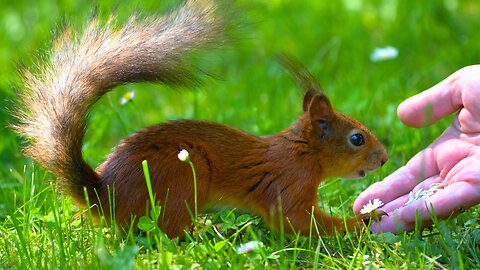 Hand Feeding Red Squirrel