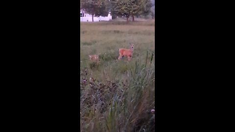 doe and fawn white tail deer