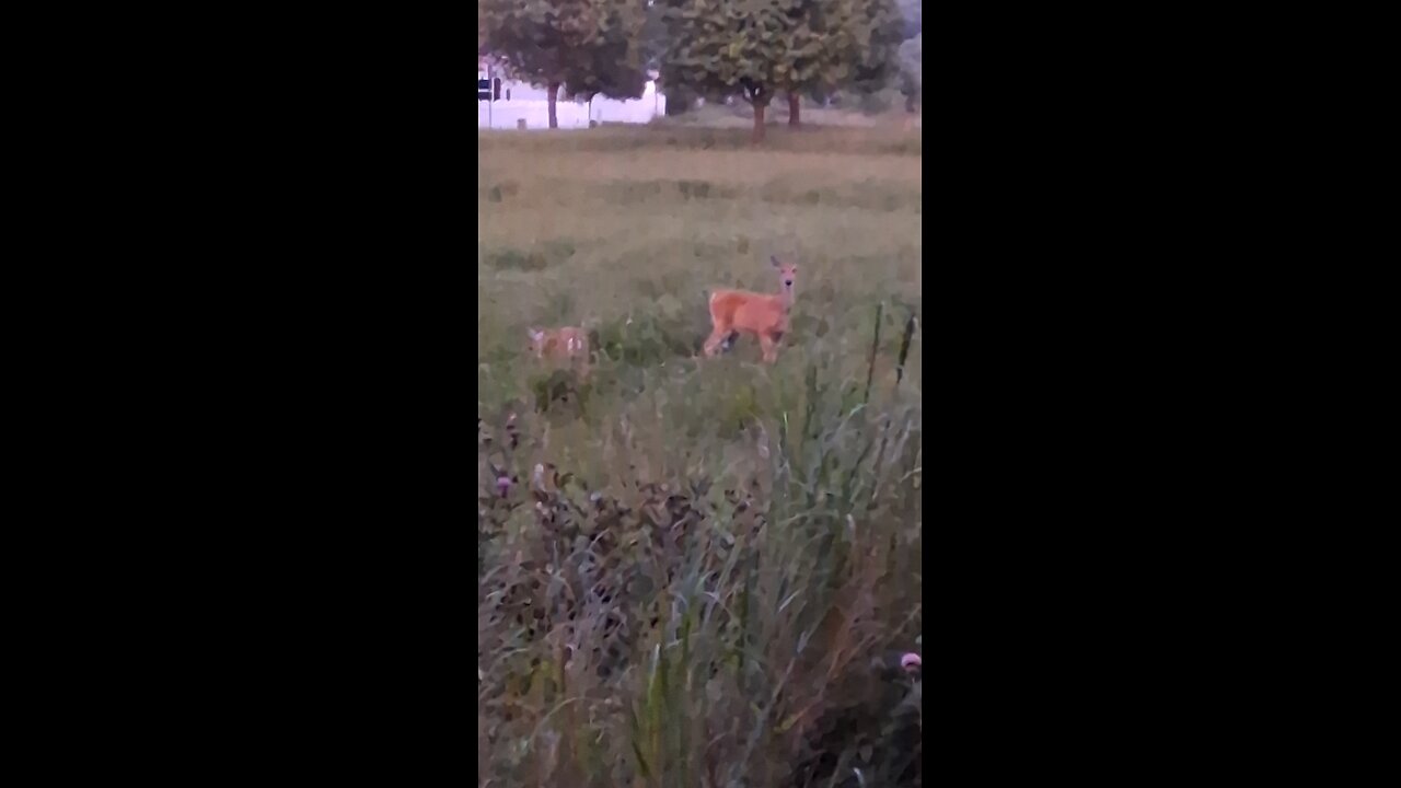 doe and fawn white tail deer