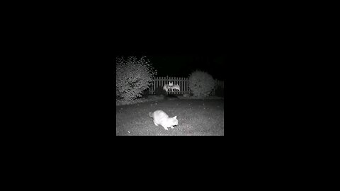 cat attack'
