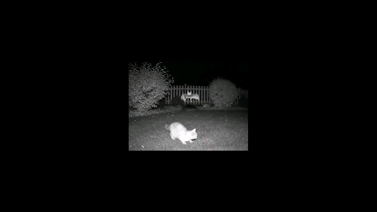 cat attack'