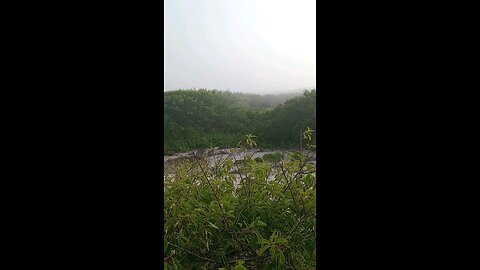 Foggy greenery 💚 at Barnegat Light, New Jersey.