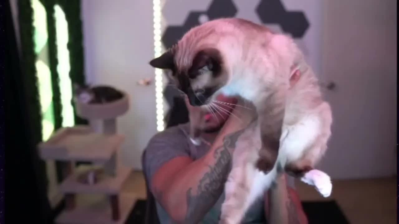 LowTierGod Shows His Cat Cryo On Stream [Chroma Reupload]