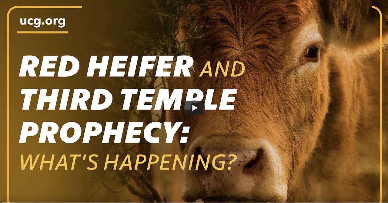 Red Heifers & Third Temple: What Bible Prophecy Reveals About the Future of Jerusalem