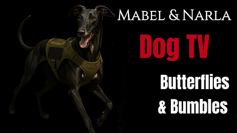 Dog TV: Mabel & Narla Walks | Butterflies & Bumblebee Walk | Greyhound POV Walk & Playtime