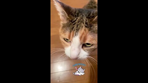 miahoo.🤣