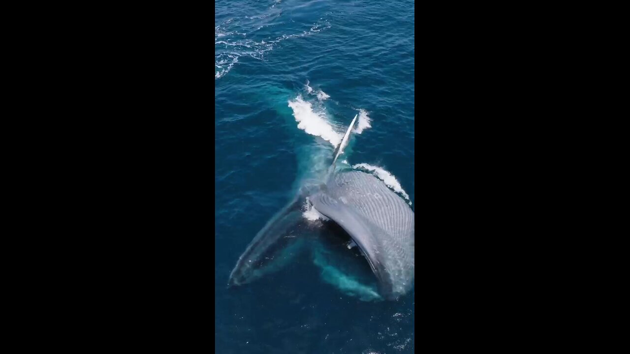 Whale