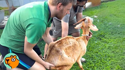 Neglected Mama Goat Could Barely Stand, New Her and Babies Thrive | Cuddle Buddies